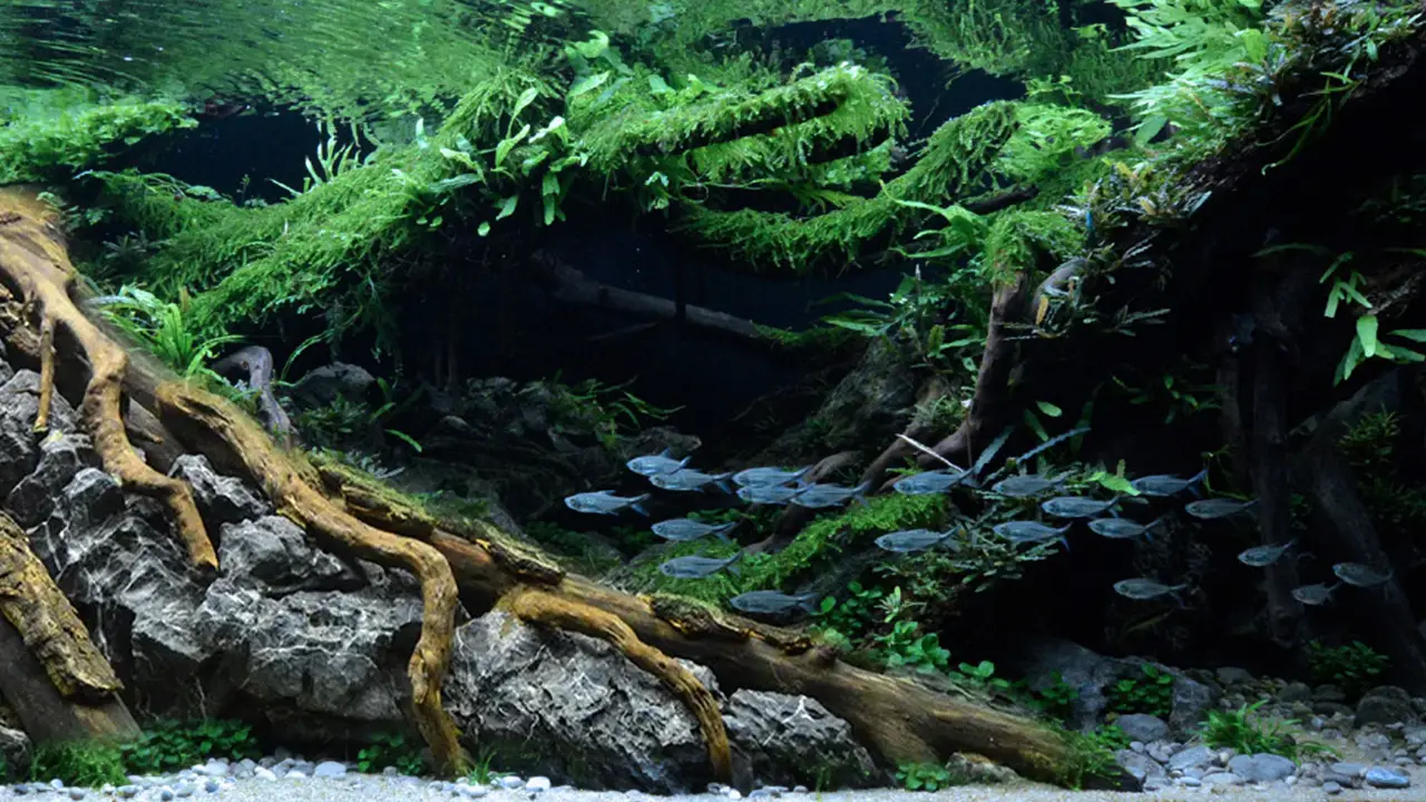 Aquascaping steps - Dark - IAPLC 2025 Fine Works - Antonio Nikolic / Croatia